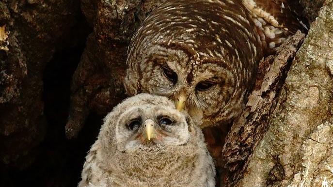 mom owl and baby for help page