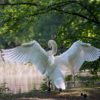 white swan, bird, wings-341327.jpg