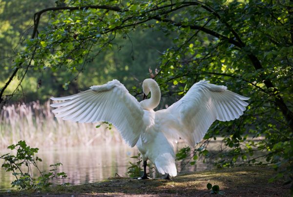 white swan, bird, wings-341327.jpg